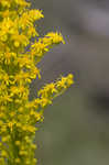 Goldenrod